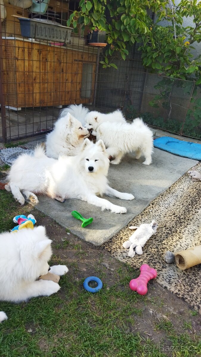 Samojed - štěně s PP - 6