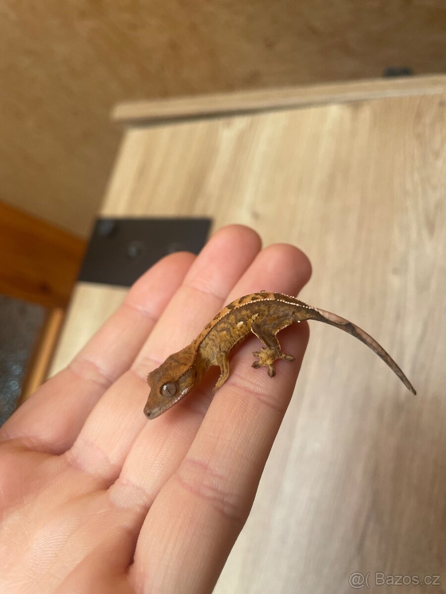 Pagekon řasnatý - 6