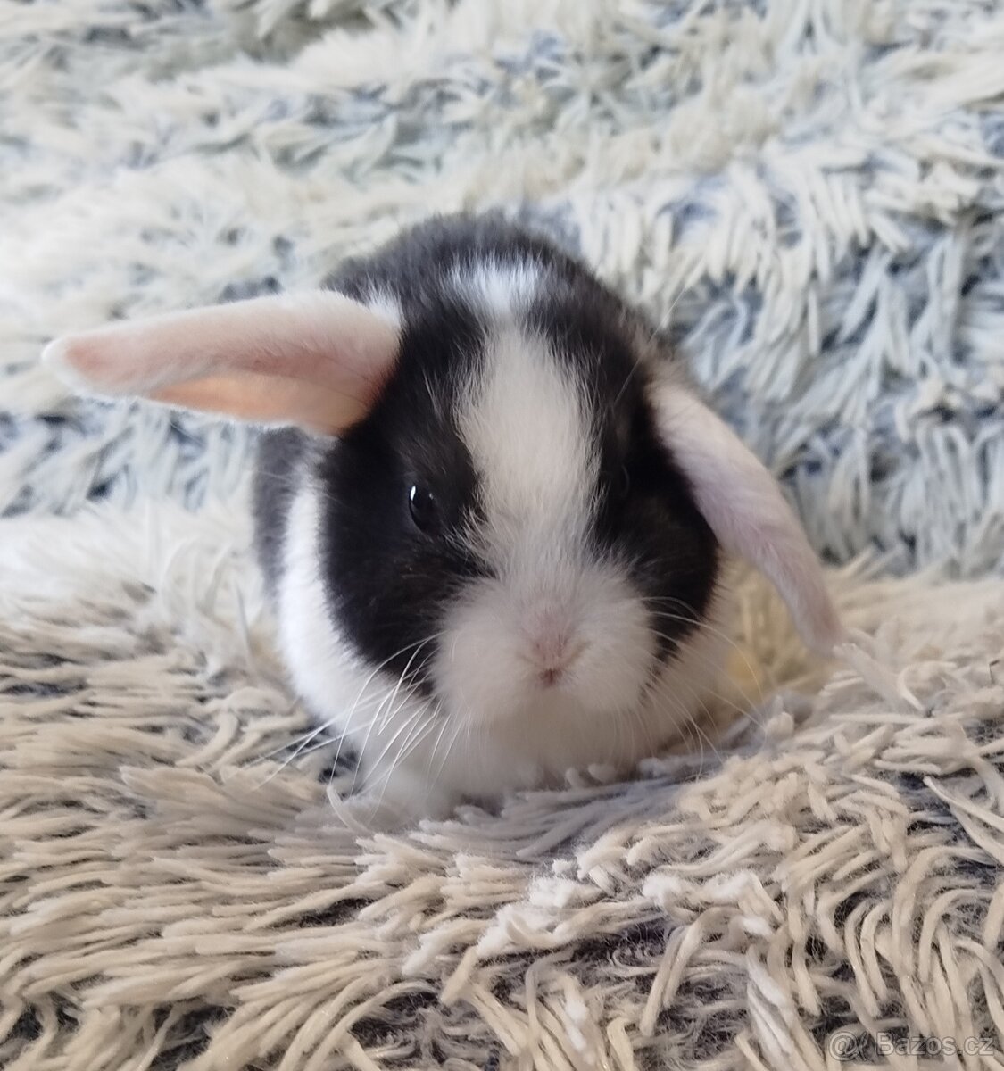 Minilop - anglický zakrslý beránek s VP - 6