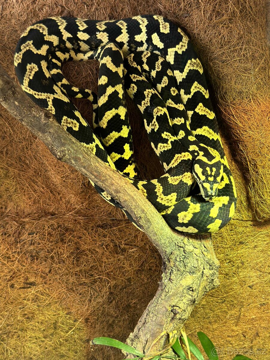 Mláďata pralesní krajty kobercové (Morelia spilota cheynei) - 6