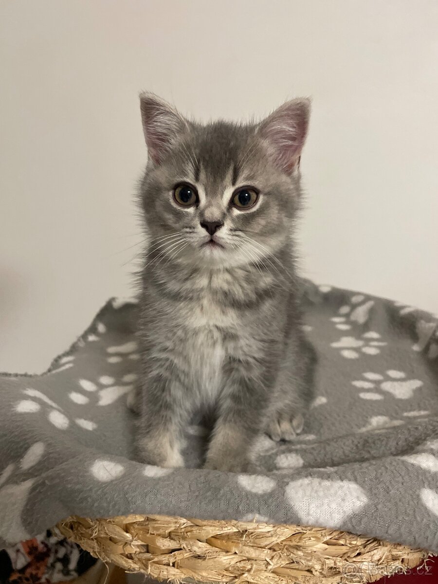 koťátko bez PP (kocourek tmavý) - 6