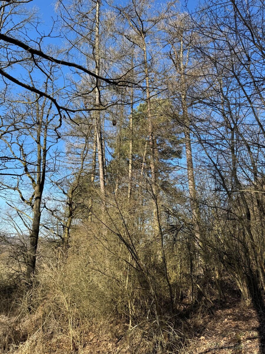 Prodám lesní pozemek v k.ú. Mrákotín u Telče, p.č. 1984 - 6