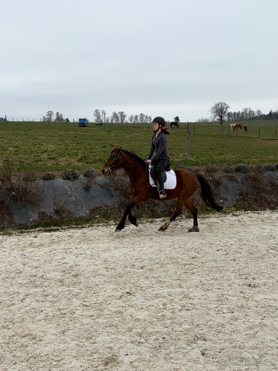 Klisna Welsh Pony - 6