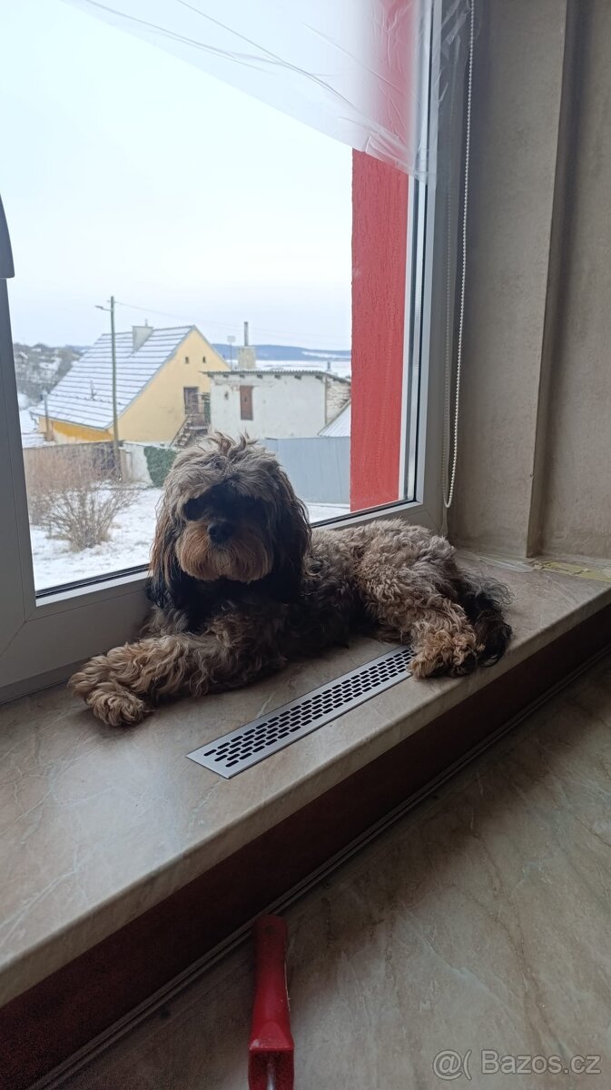 Cavapoo - pes ke krytí - 6