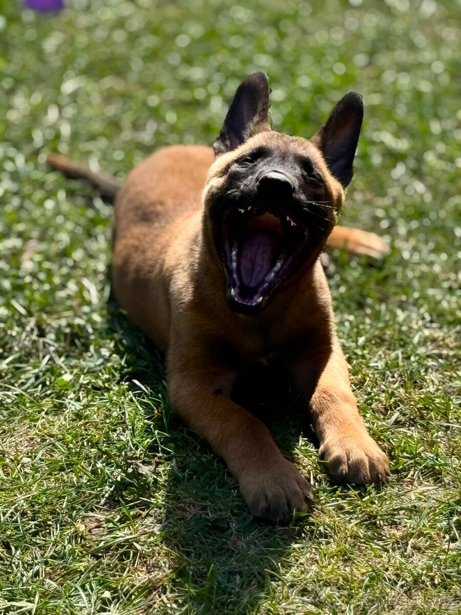 Belgický ovčák Malinois s PP - 6