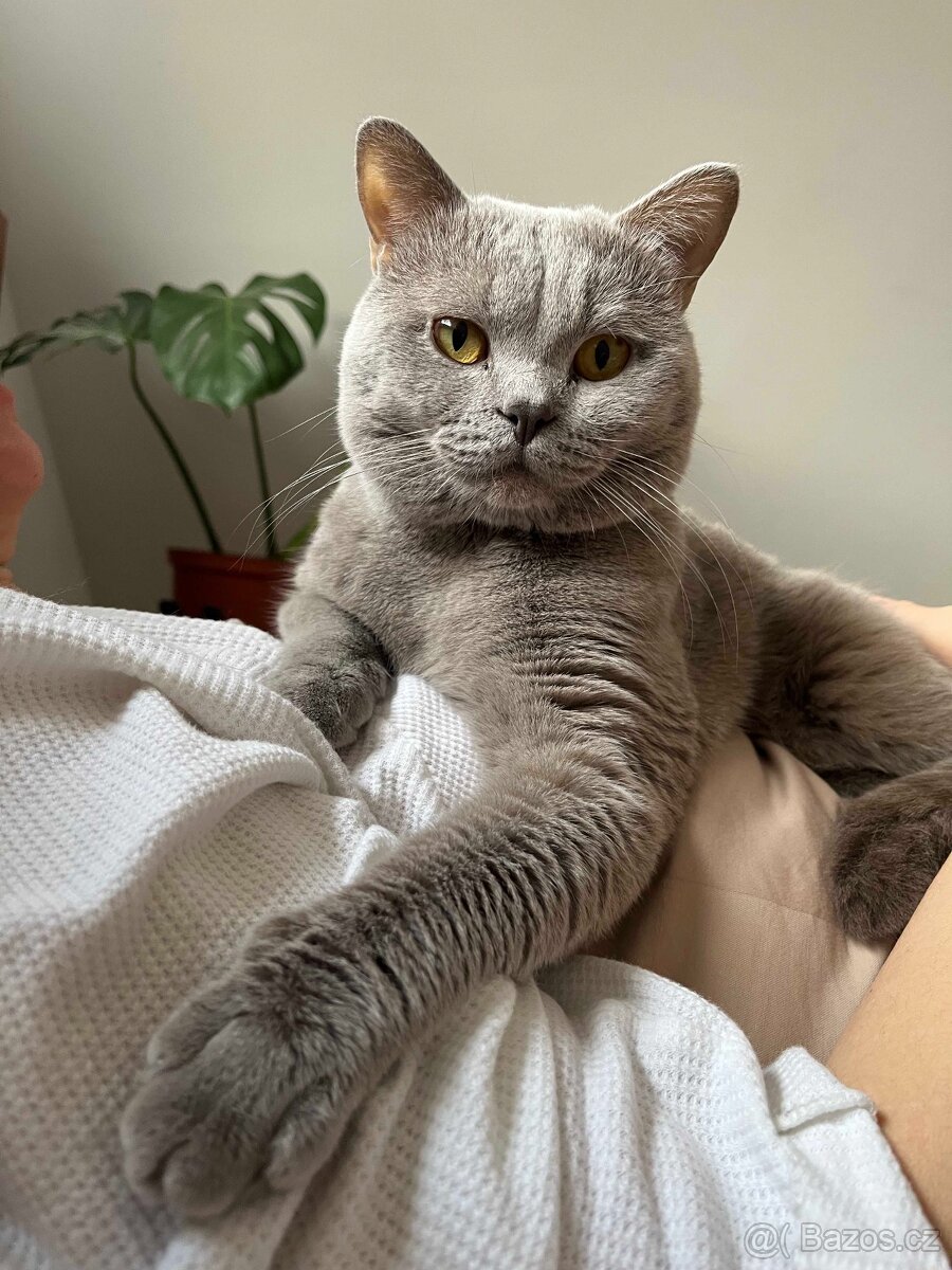 Britský kocour ke krytí - 6
