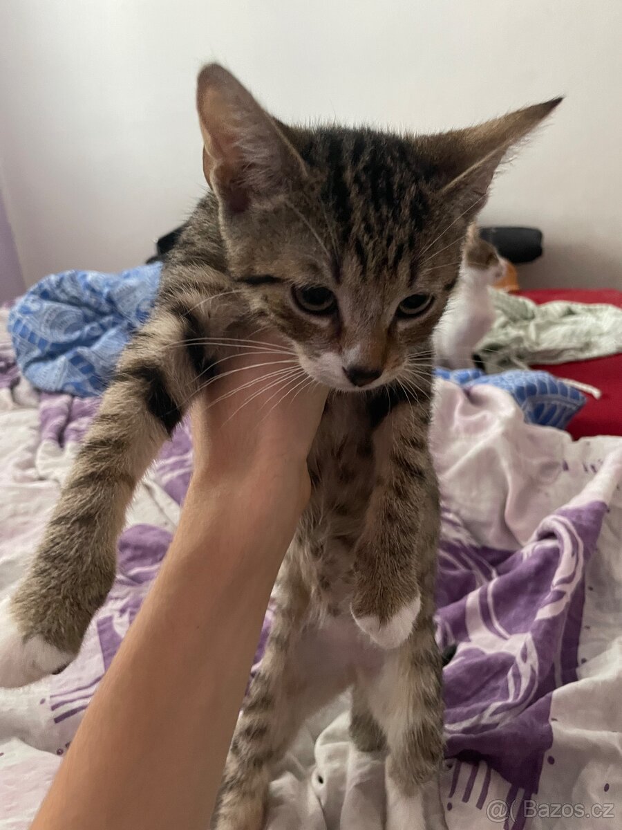 Koťátka zdarma - 6