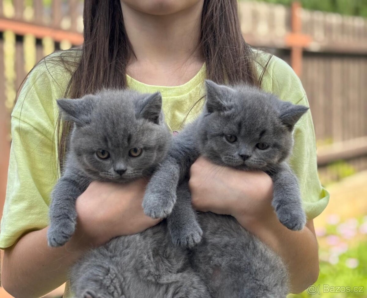 Britský kocourek ke krytí - 6