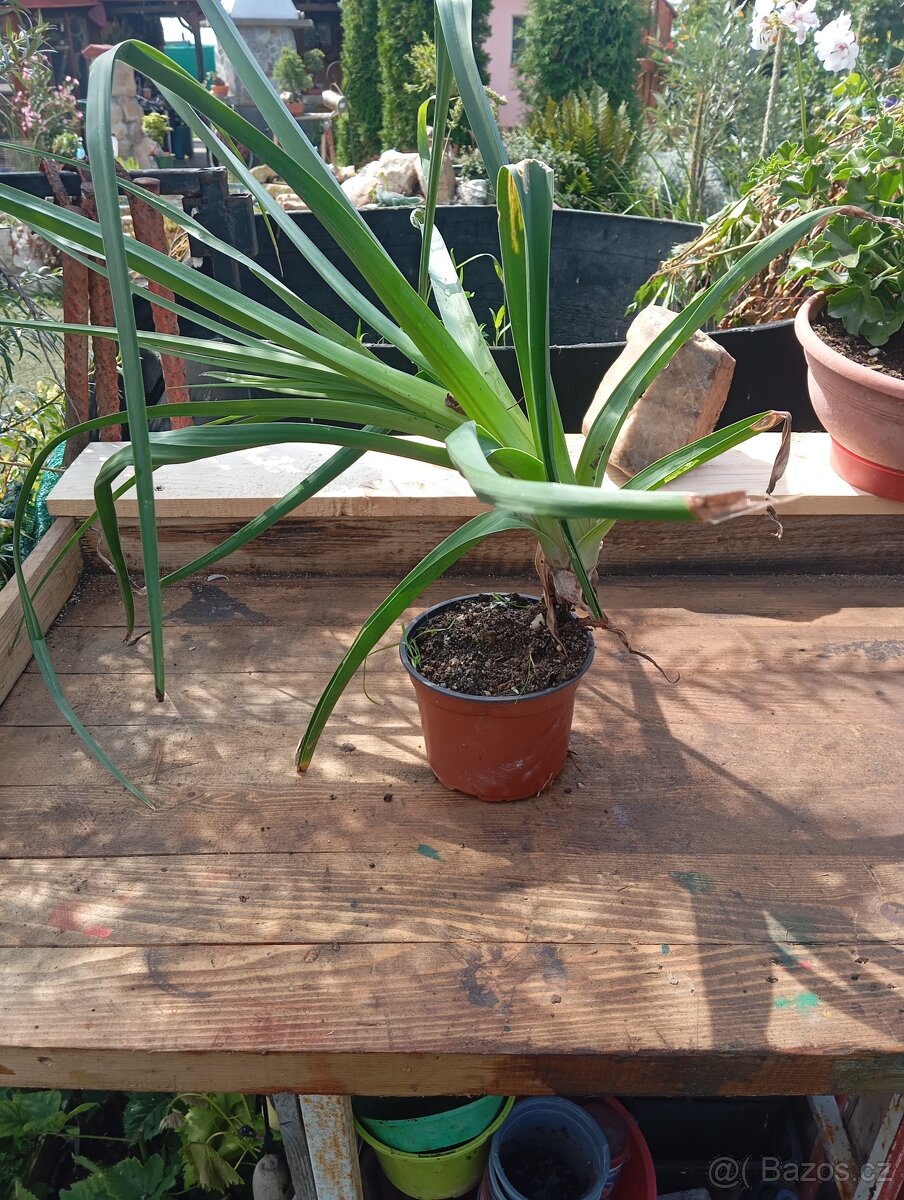 Prodám přebytky rostlin - 6