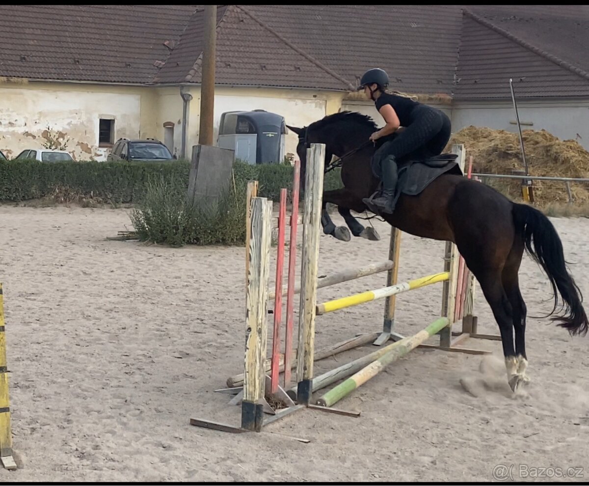 Sportovní valach - 6