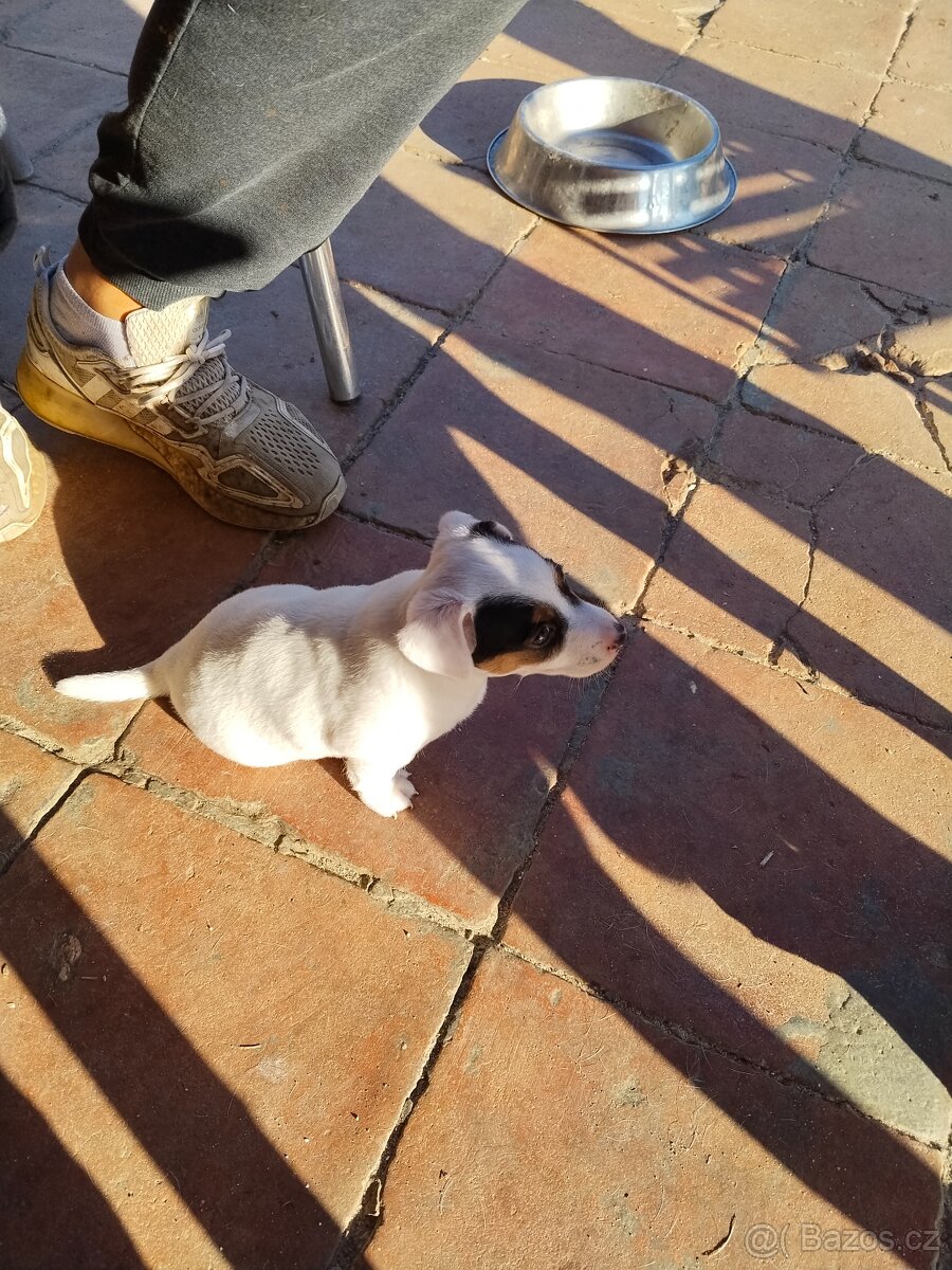 Jack Russell teriér - 6