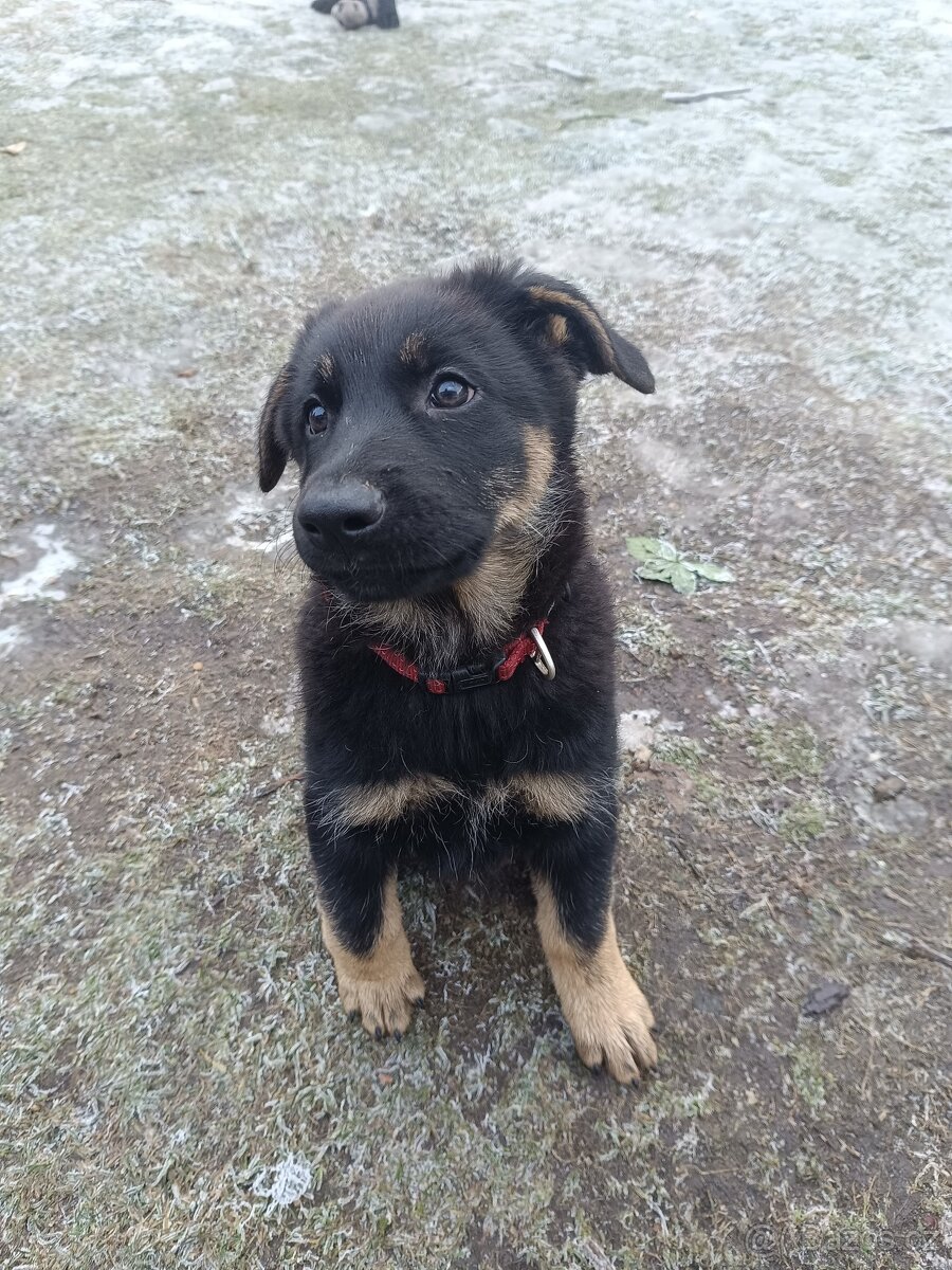 Německý ovčák - 6