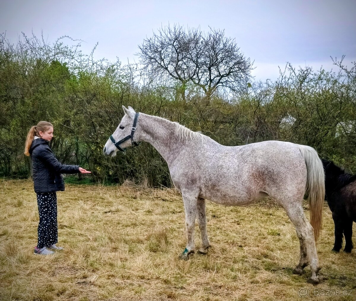 Shagya Arab - prodej/výměna - 6