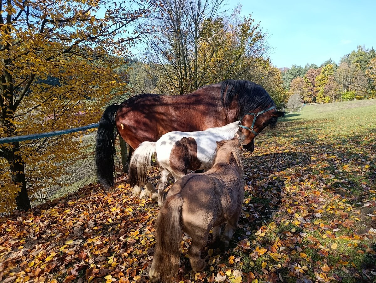 Welsh part-bred klisna - 6