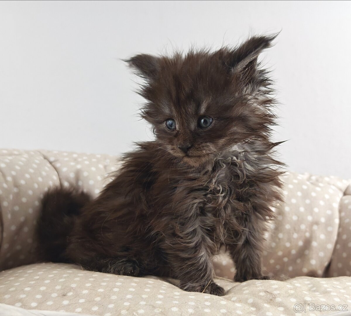 Mainská mývalí koťátka s PP - 6