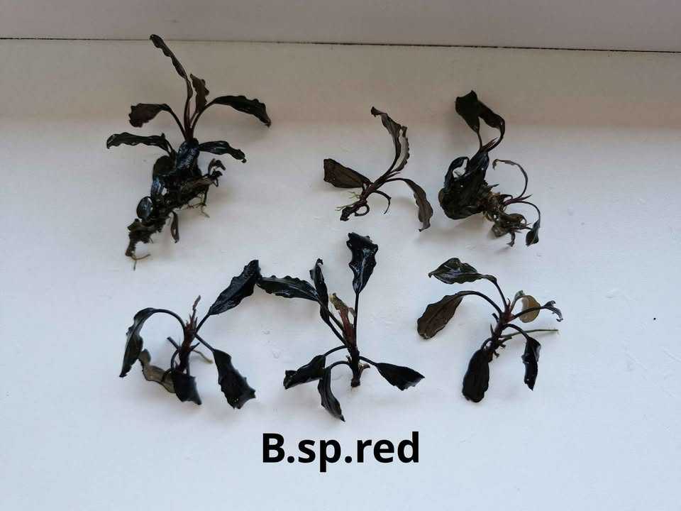 Becephalandra Dark blue,sp Red,Green broad leaf - 6