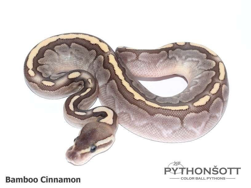 Mláďata Krajty královské - Python regius - 6