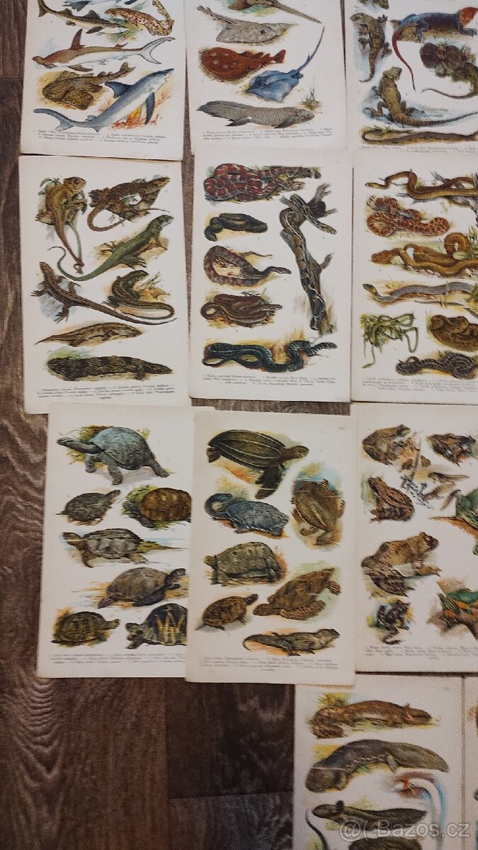 Kobrův příruční atlas - 6