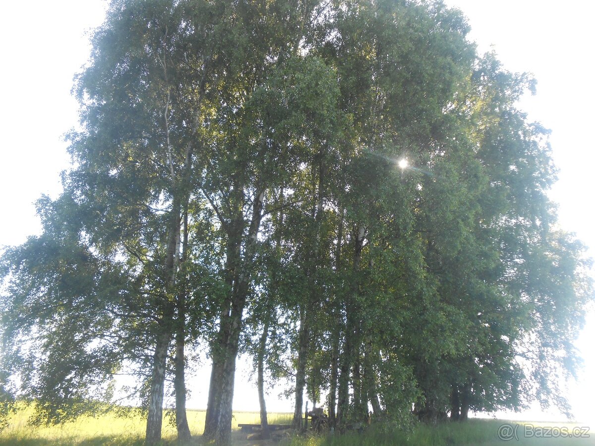 Zahrada/pozemek na Broumovsku - 6