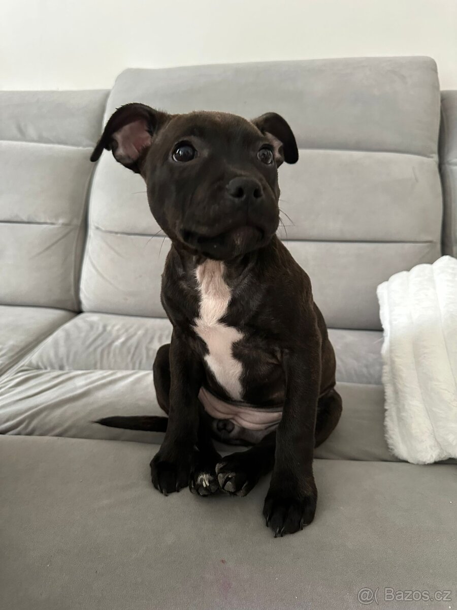 Stafordšírský bulteriér - 6