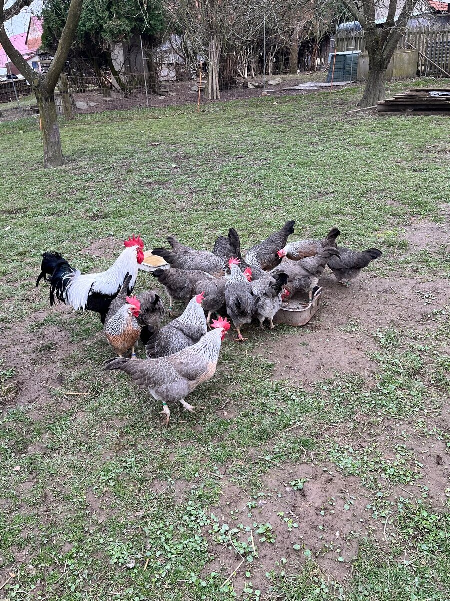 Vlaška stříbrná - 6