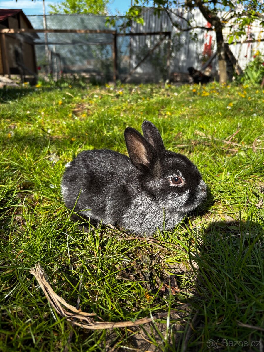 Králíci - 6