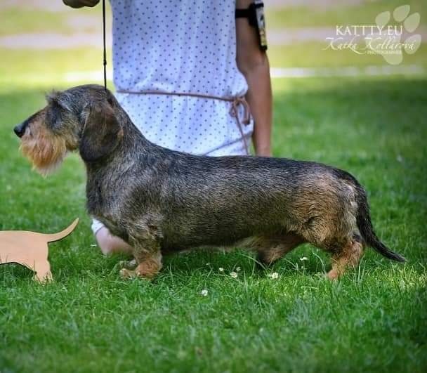 Jezevčík drsnosrstý štěňátka s PP - 6