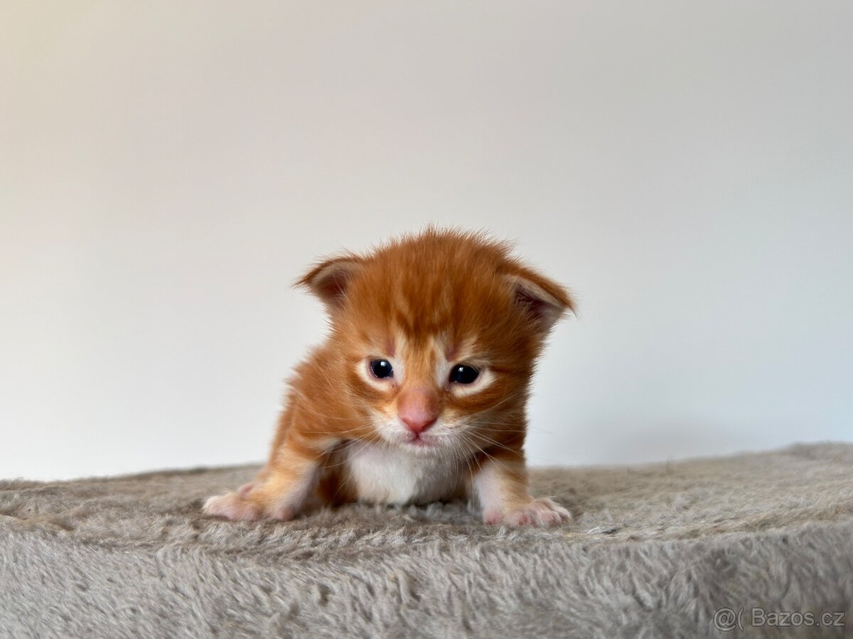 Mainská mývalí koťátka bez PP - 6