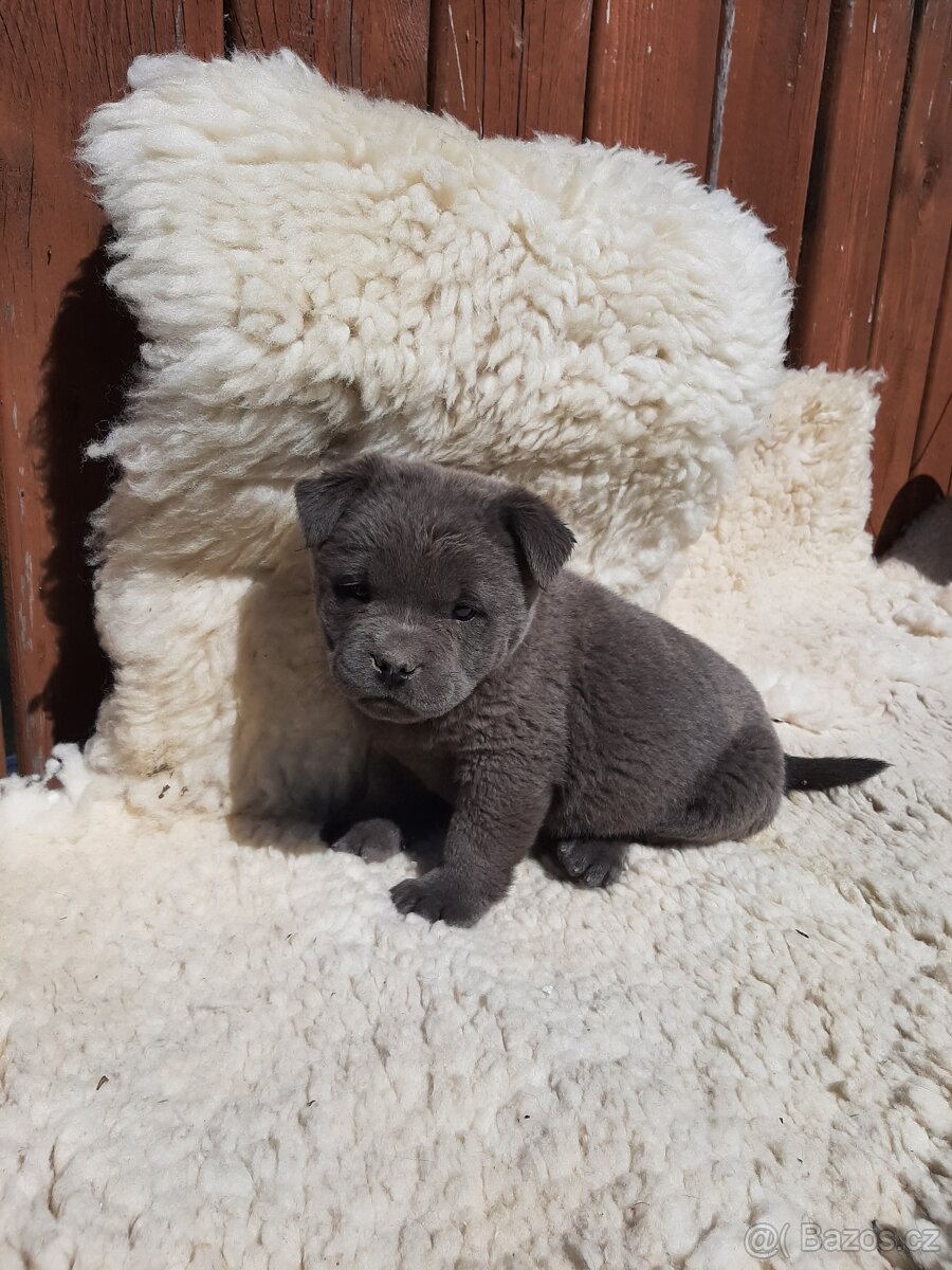 BULLY x CHOW CHOW - 6