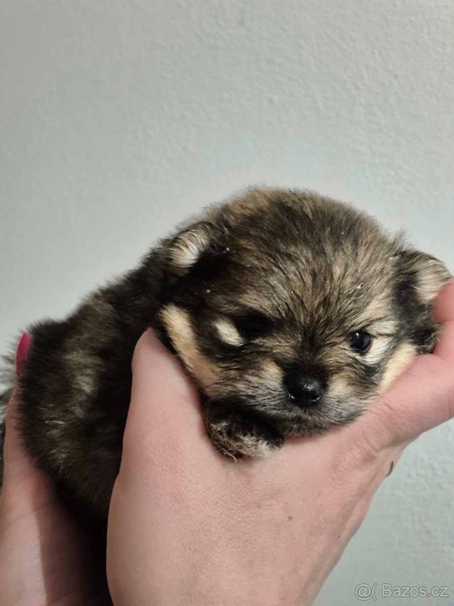 Pomeranian bez PP štéňátka - 6