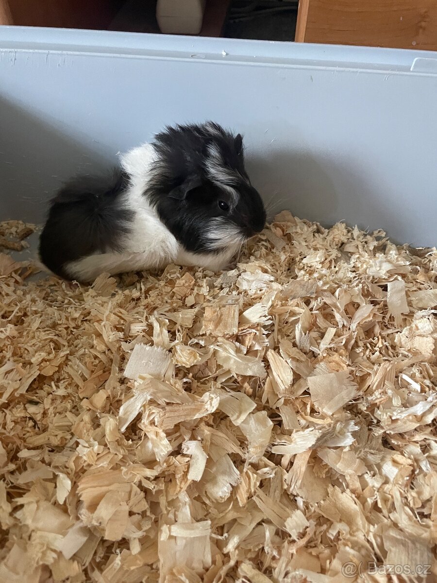 Morče, morčata - 6