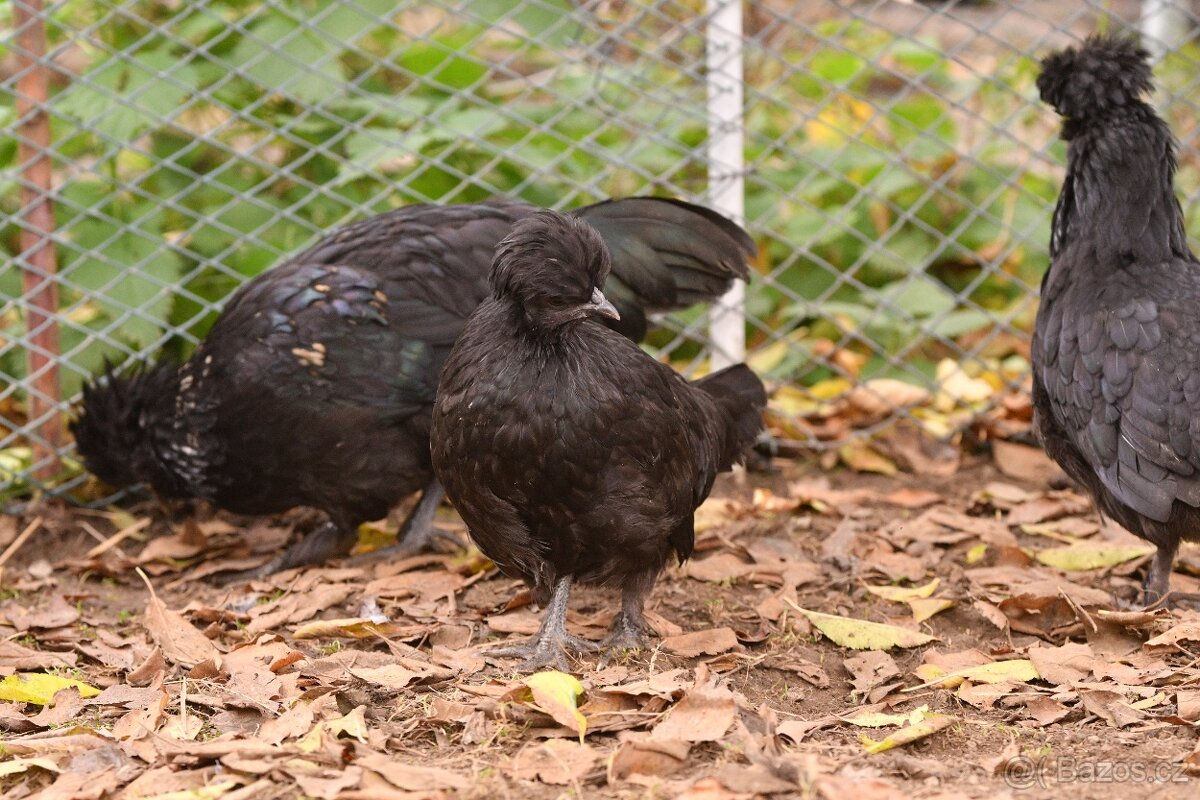 Minikříženci (zHol-He) pro radost na zahradu i vejce - 6
