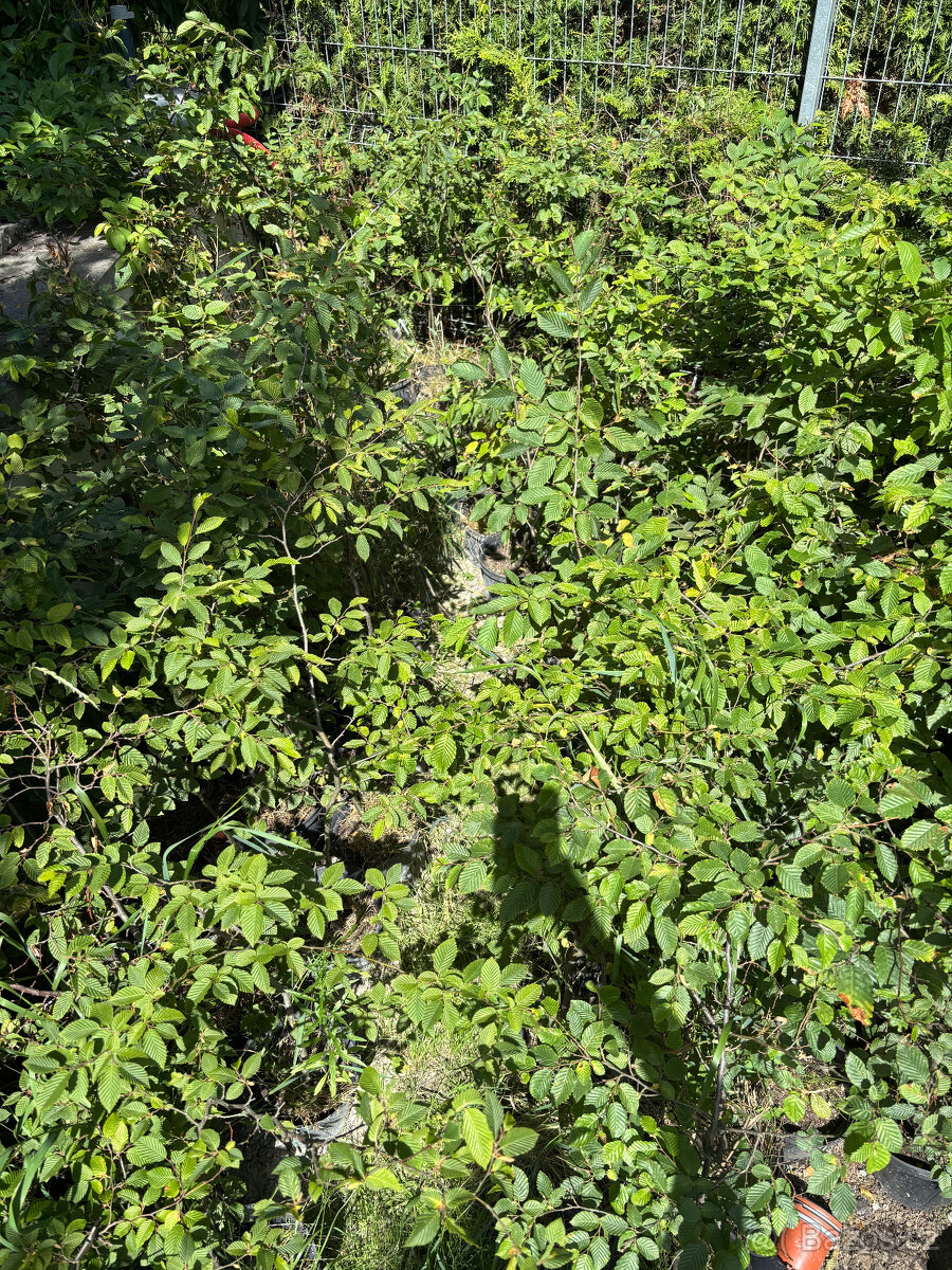 Habr na živý plot - 6