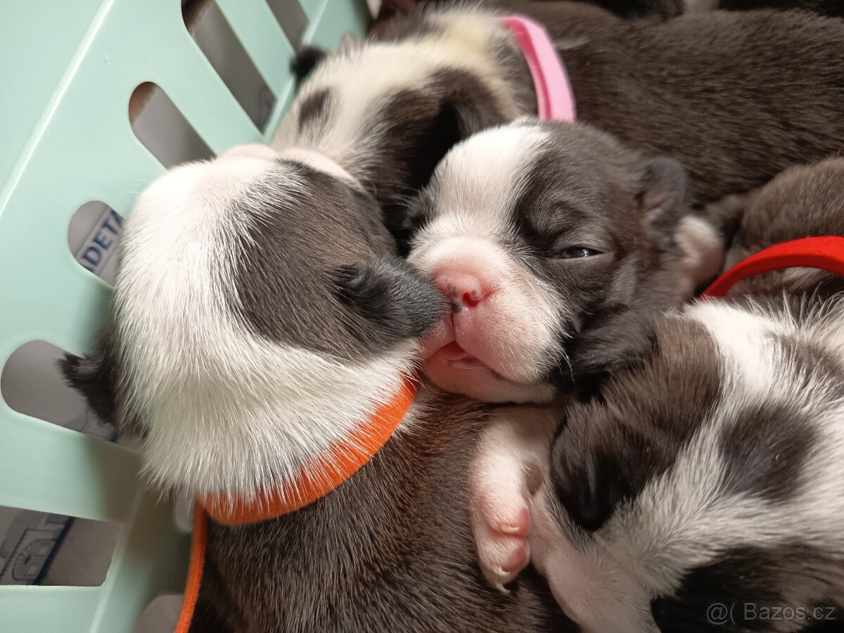 Bostonský teriér Silber El Kladruby - 6