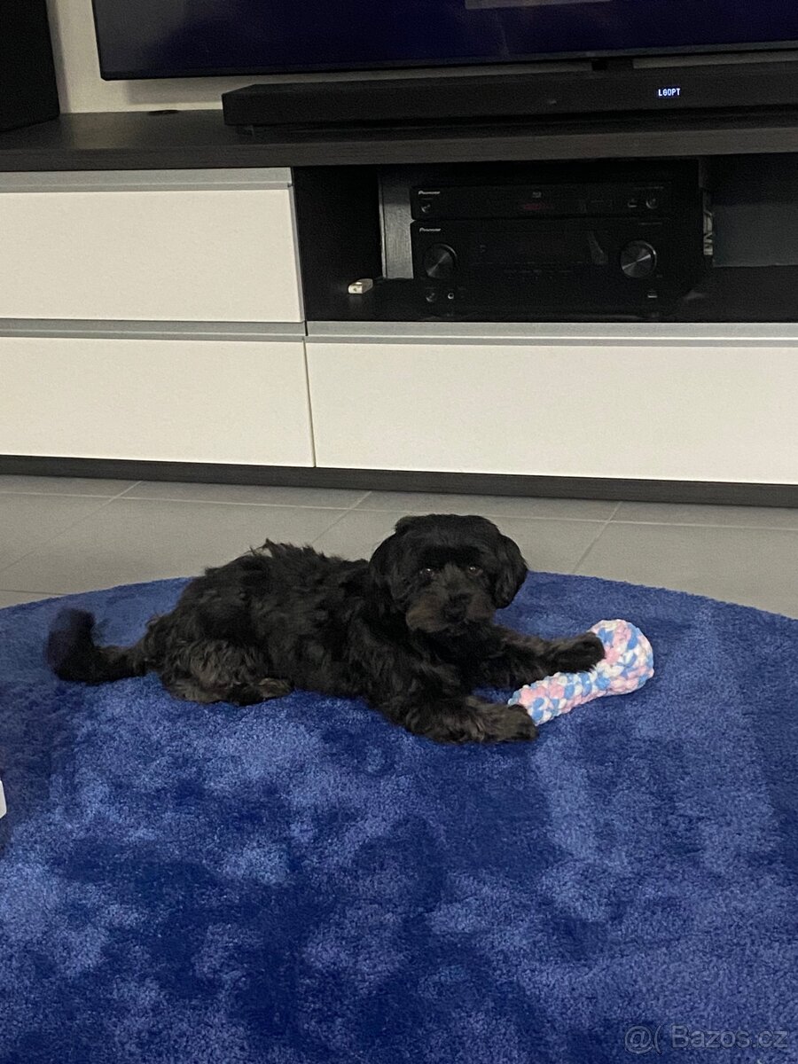 Krytí havanským psíkem - 6