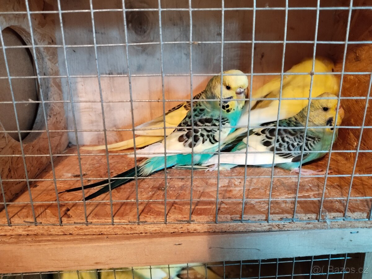 Andulka vlnkovaná - 6