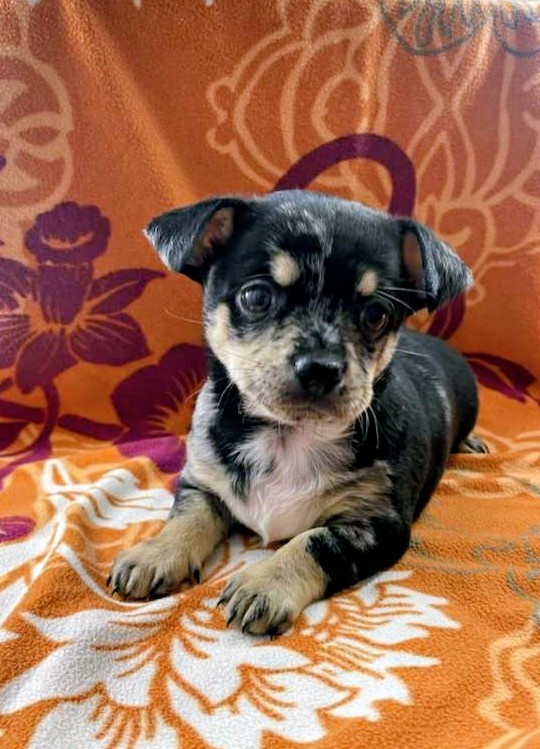 Čivava štěňátka kluci - 6