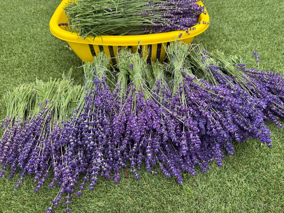 Levandule Bio čerstvě řezané - 6