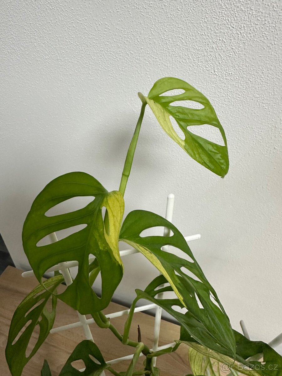 Monstera Adansonii Japanese Tricolor - 6