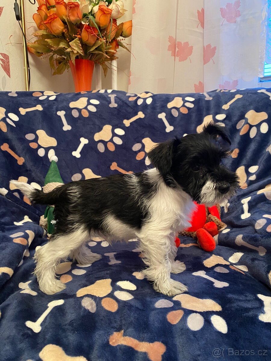 Knírač malý barevný - 6