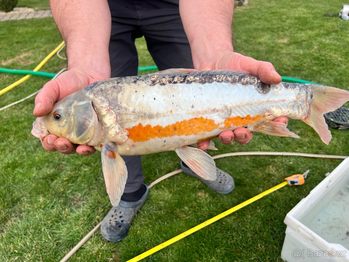 Koi kapr - 6