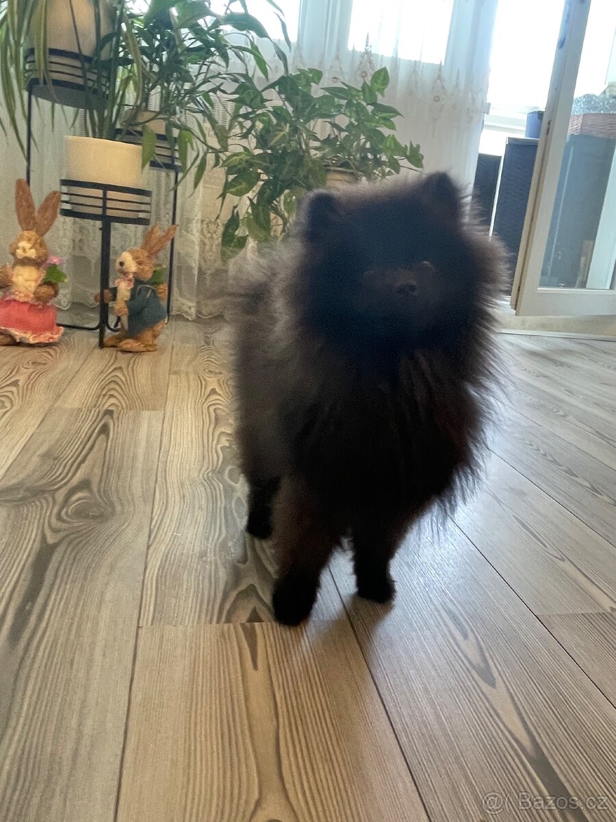 Pomeranian s PP - 6