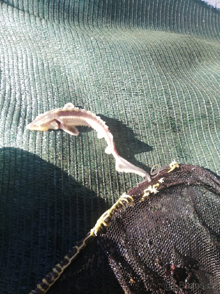 jeseter ruský a sibirsky - 6