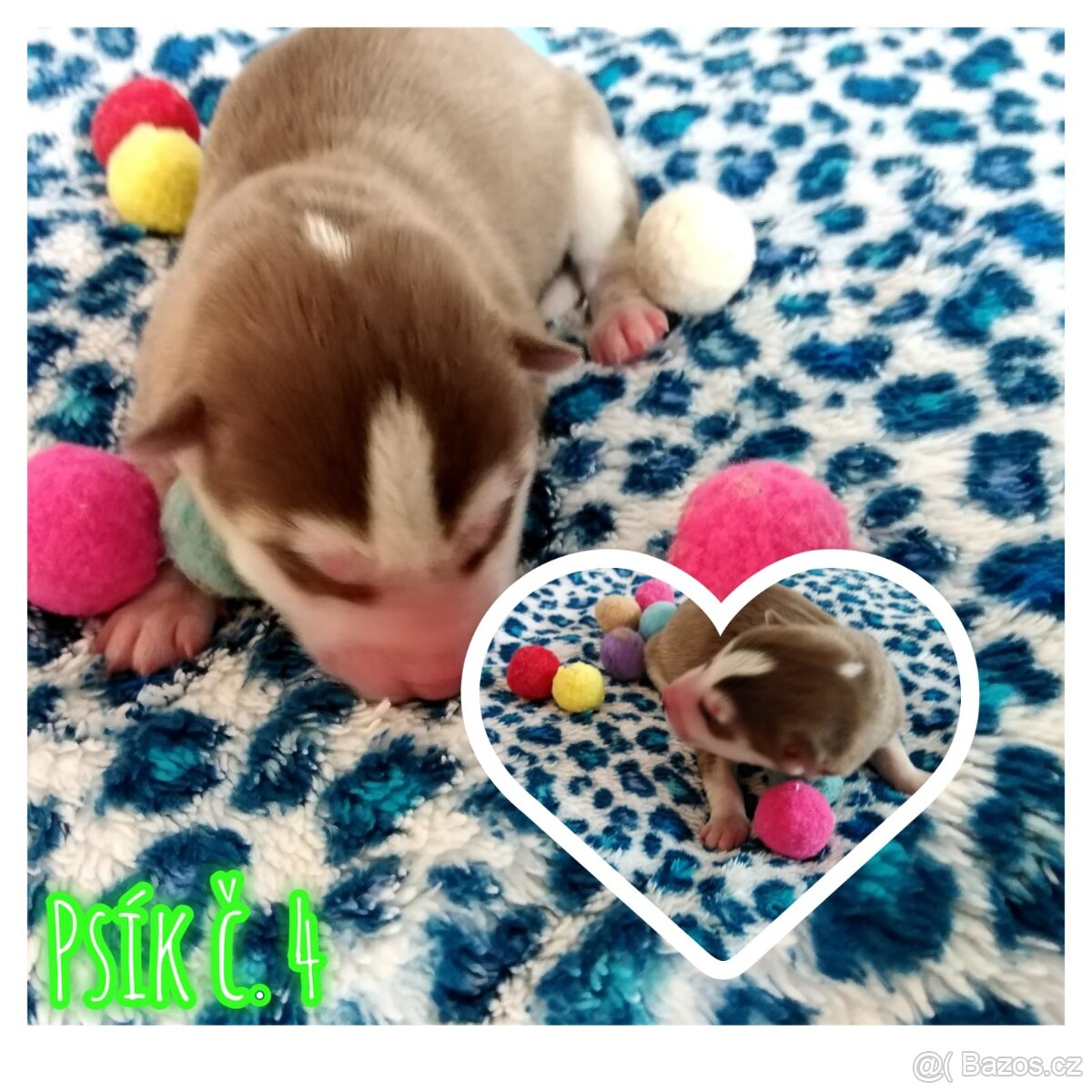 Sibírsky husky hasky - 6