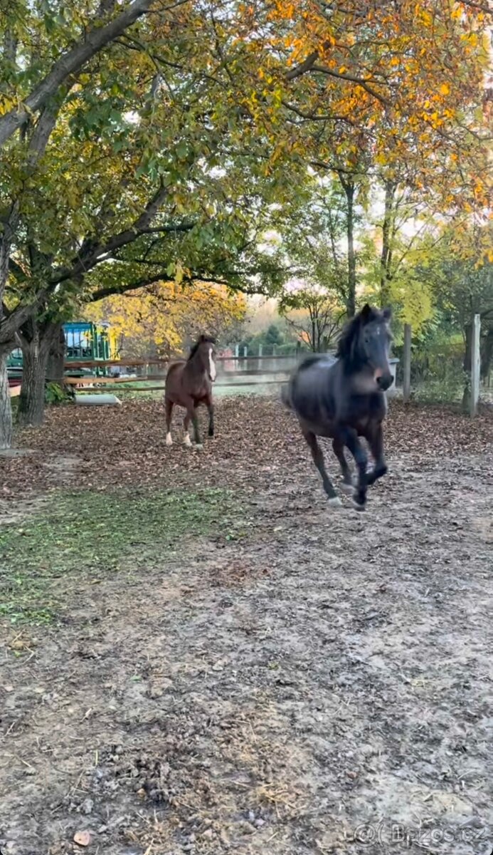 A 1/1 a český teplokrevník - 6