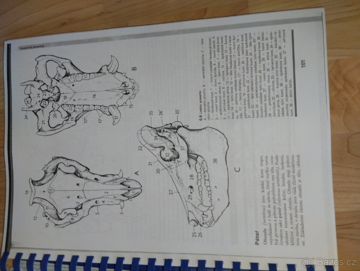 Vytištěná kniha/učebnice - Morfologie hospodářských zvířat - 6