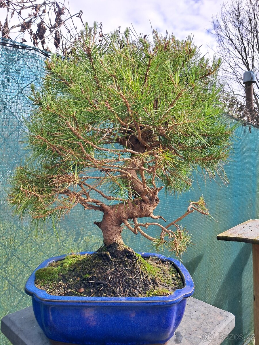 Bonsaj,bonsai Borovice různé druhy - 6