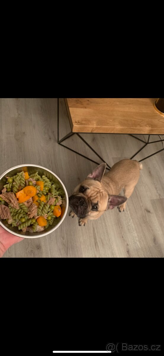 Francouzský buldoček - 6