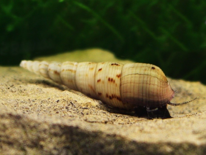 Piskořka vežovitá, akvarijní šnek (Melanoides tuberculata) - 6