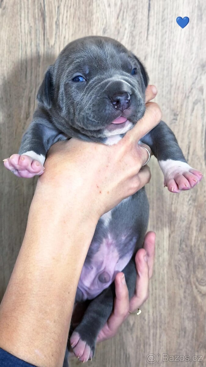 American Bully XL (reg. ABKC) Modrá a Šampaň štěňátka - 6